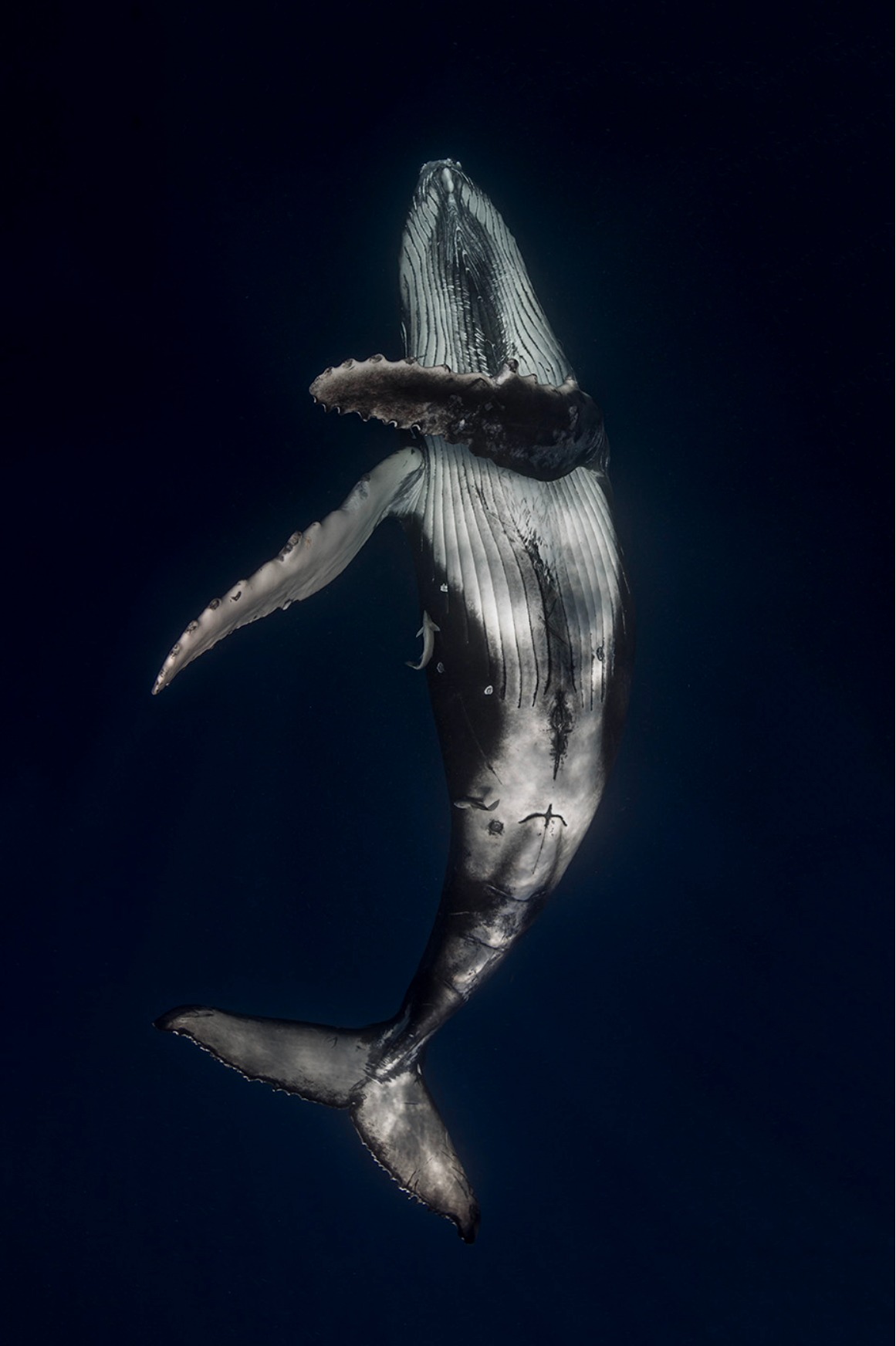 Humpback whale